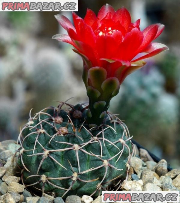 Kaktus Gymnocalycium Baldianum Las Junas Catamarca - semena