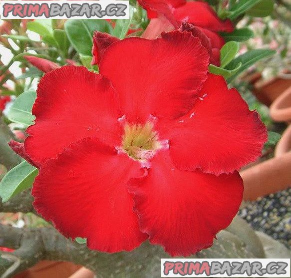Adenium Star of haeven - semena