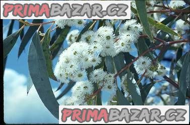 Eucalyptus Pauciflora - semena – fotografie 1