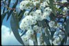Eucalyptus Pauciflora - semena