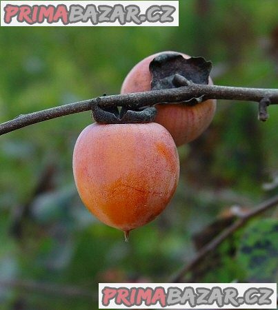 Diospyros virginiana - semena