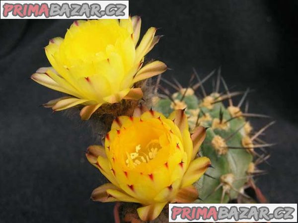 Kaktus Acantocalycium glaucum - semena