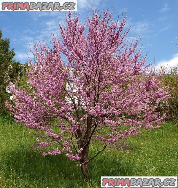 Cercis siliquastrum - semena