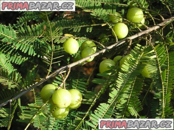 Phyllanthus emblica - semena