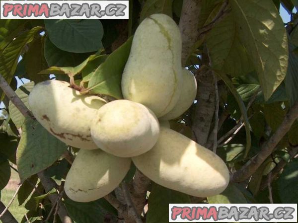 Asimina triloba - stratifikovaná semena
