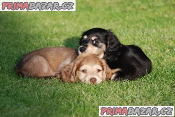 Jezevčík trpasličí – fotografie 4