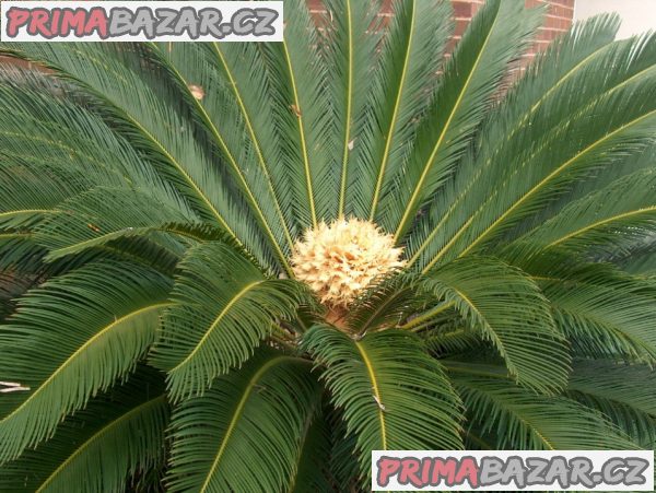 Cycas Revoluta - sazenice