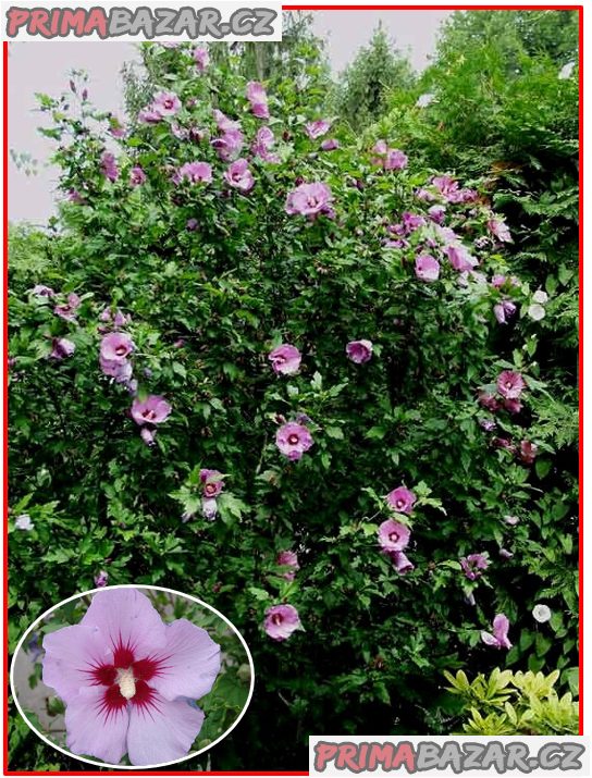 Hibiscus Syriacus L - semena