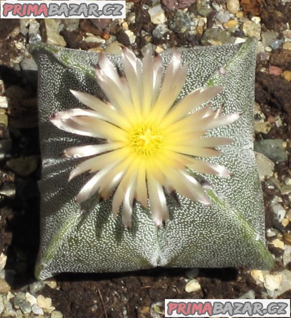 Kaktus Astrophytum myriostigma v. quadricostatum - semena – fotografie 1