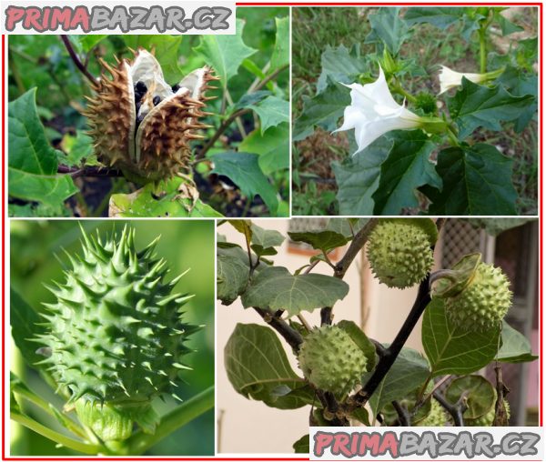 Datura Stramonium - Durman obecný - semena – fotografie 1