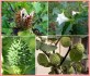 Datura Stramonium - Durman obecný - semena