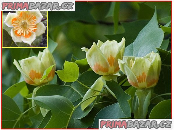 Liriodendron tulipifera - semena