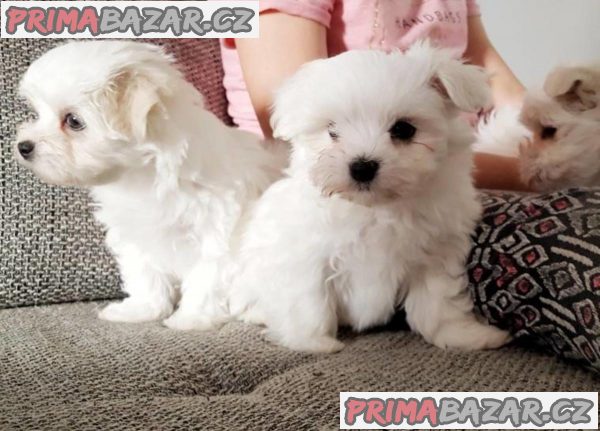 Super adorable Maltese Puppies – fotografie 2