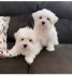 Super adorable Maltese Puppies