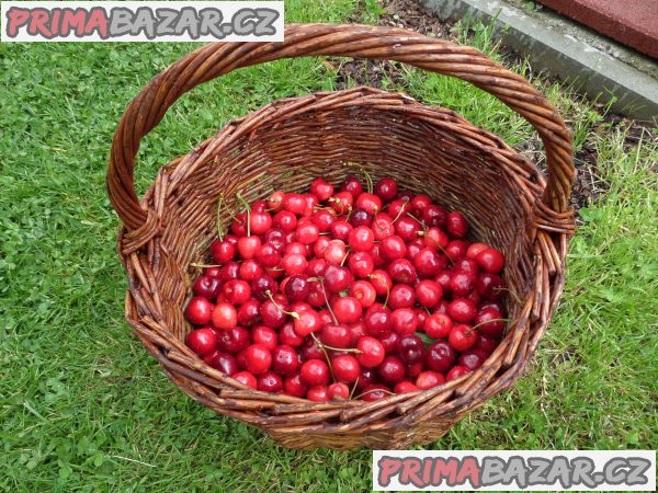 Třešně ze zahrádky – fotografie 1