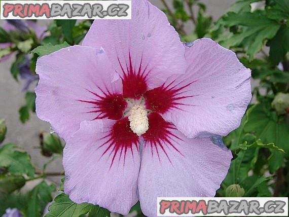 Hibiscus siriacus L - sazenice – fotografie 1