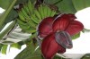 Musa Balbisiana - semena