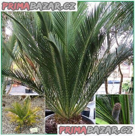 Cycas Macrozamia communis - sazenice