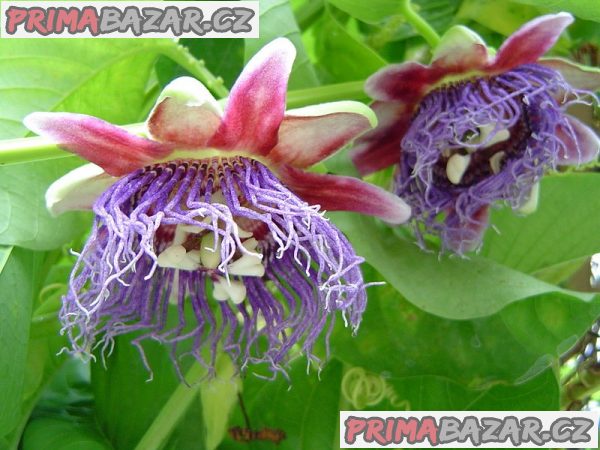 Passiflora guadrangularis - sazenice