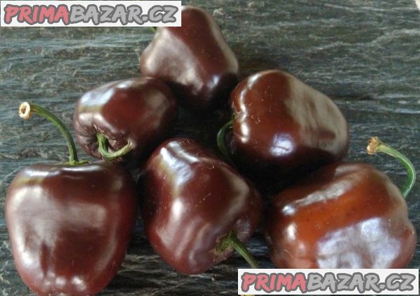 Chilli Rocoto chocolate - sazenice