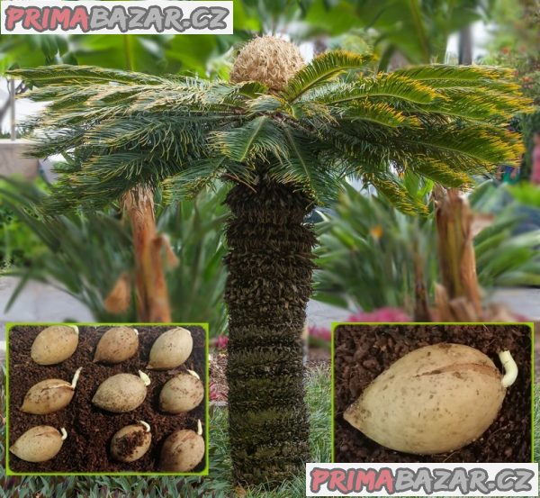 Cycas Revoluta - sazenice