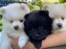 Štěňátka Pomeranian- bílo černá ~ Fenečka