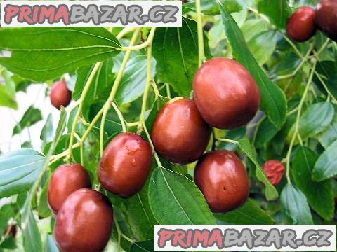 Zizipus Jujuba - semena