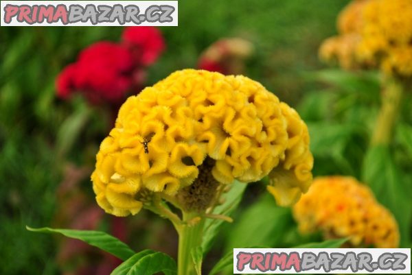 Celosia Cristata - semena