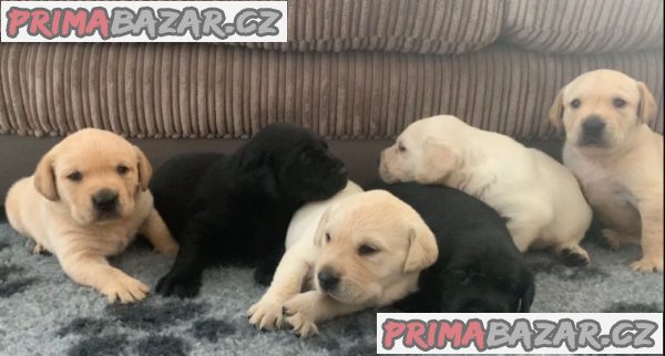 Štěňata Labrador Retriever – fotografie 2
