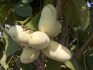 Asimina Triloba - naklíčená semena