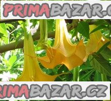 Brugmansia  - řízky – fotografie 1