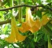 Brugmansia  - řízky