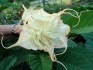 Brugmansia  - řízky