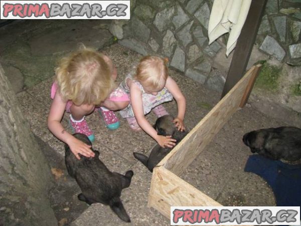 Šarplaninský pastevecký pes, štěňátka s PP – fotografie 4