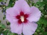 Hibiscus syriacus L - sazenice
