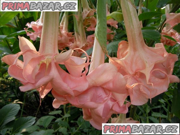 Brugmansia daydream - řízek
