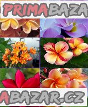 Plumeria Frangipani mix barev - sazenice – fotografie 1