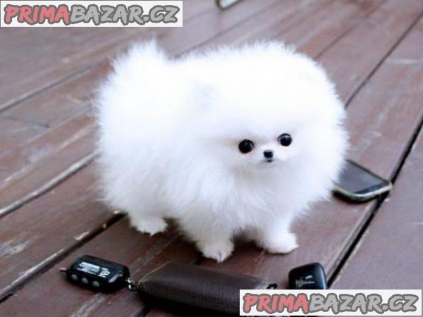 Predám šteniatka čistokrvného hrnčeka pomeranian – fotografie 1