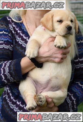 Štěňátka labradorského retrívra – fotografie 2