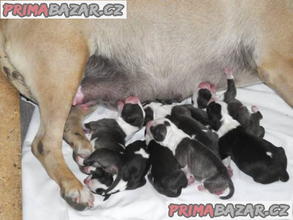 Bulteriér štěňátka s PP – fotografie 3