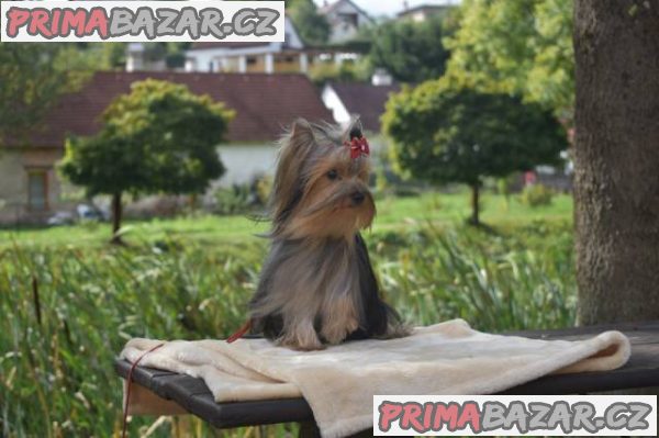 Štěně Yorkšírského teriera s PP – fotografie 4