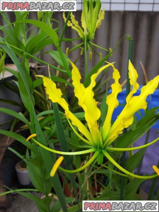 Gloriosa superba Lutea