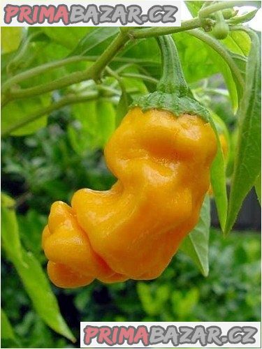 semena Chilli Pepper Peter Yellow