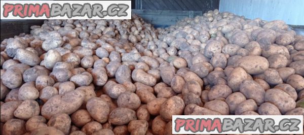 Brambory pozdní – fotografie 1