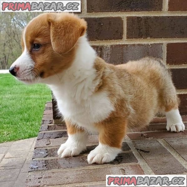 Nádherná štěňata Pembroke Welge Corgi připravena.WHATSAPP +37060132826 – fotografie 4