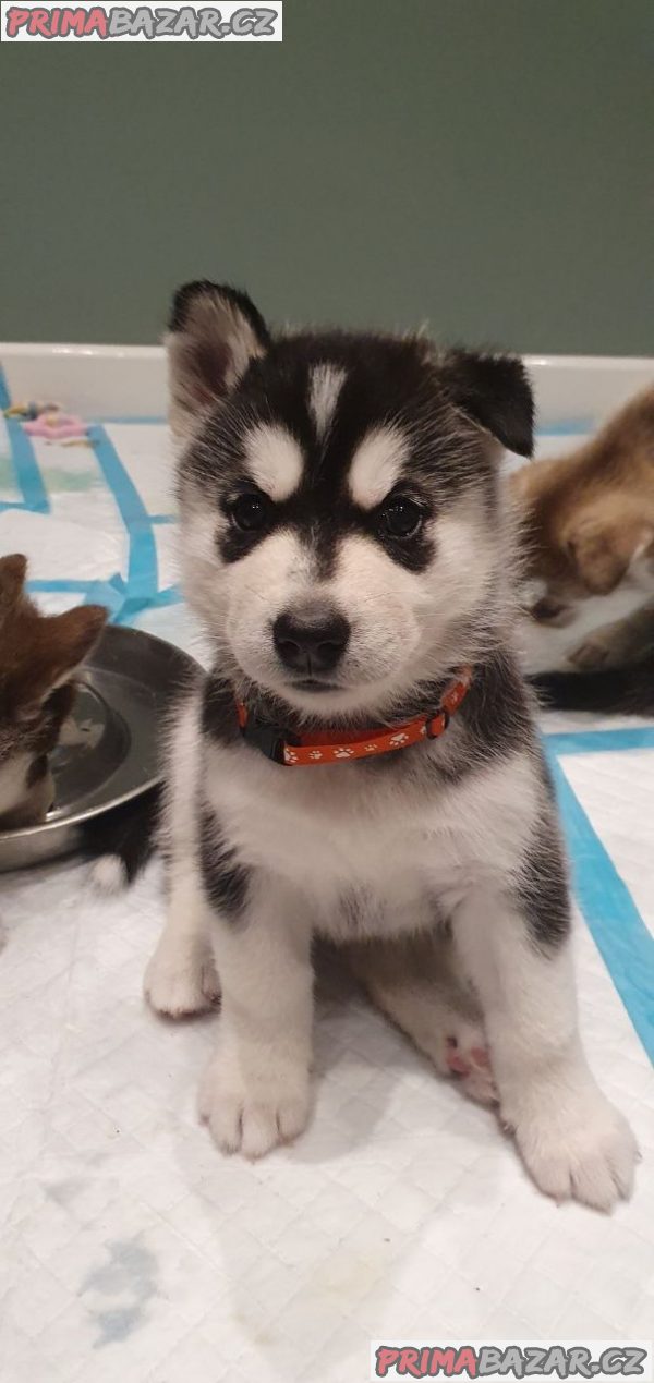 Ohromující štěně sibiřského husky na prodej – fotografie 1