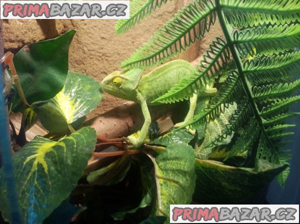 Chameleon mláďe +Terárium 100x40x40 nove nepoužité a krmení. Předání Praha nebo Kralupy. Eventuálně mohu dopravit – fotografie 1
