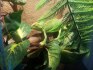 Chameleon mláďe +Terárium 100x40x40 nove nepoužité a krmení. Předání Praha nebo Kralupy. Eventuálně mohu dopravit