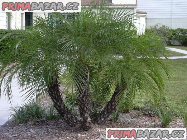 sazenice palma Phoenix roebelenii