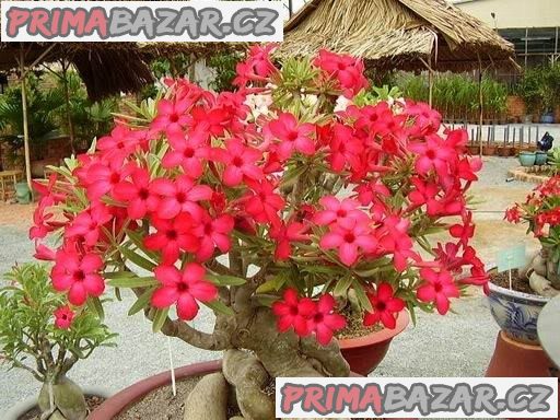 sazenice Adenium Obesum vel. 8 - 10 cm